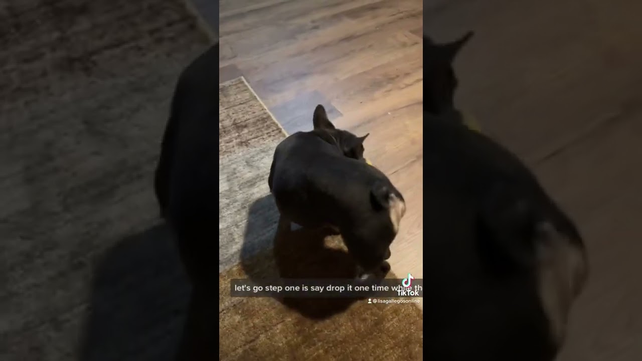 Как научить собаку или щенка «бросать»