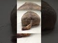 A Rare Look at a Marmot’s Back #mamochi