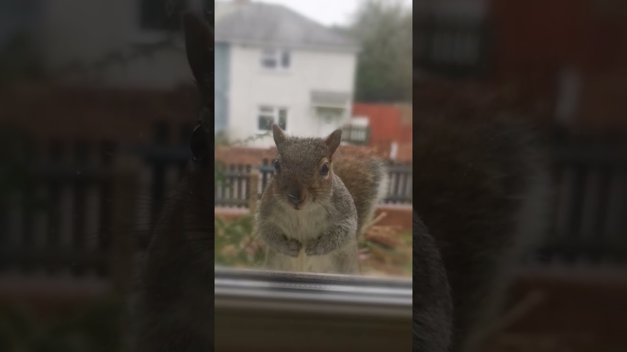 Where are My nuts?