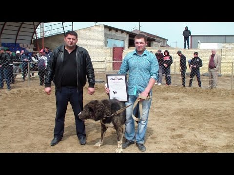 Легендарный Пират, 4-х кратный Чемпион! Награждение финал-2013г.