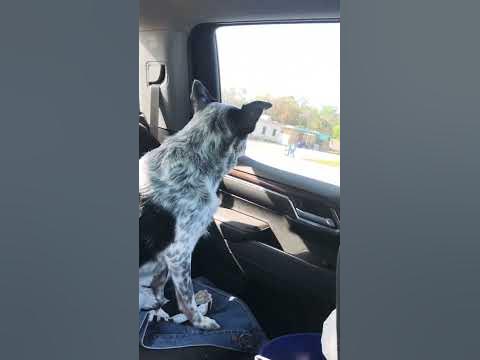 Cute dog bebo #dogs #shortsvideo - YouTube