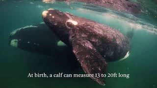 Southern Right Whales | Nature Documentary