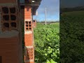 Plantio de cabaça para berimbau #berimbau