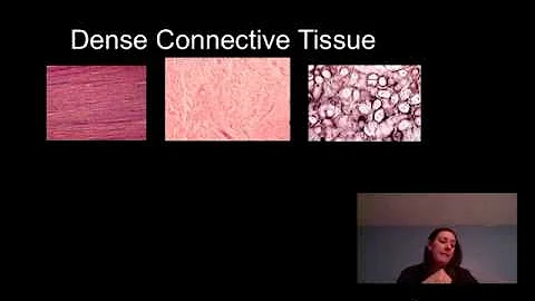 Connective Tissues