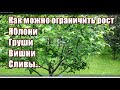 369_Как ограничить рост яблони, груши, вишни, сливы...