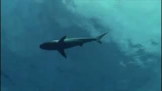 Download lagu Instrumen kacapi suling cianjuran degung sunda