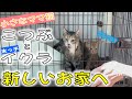バイバイこっちゃん！ちびママ猫こつぶが向かった、ずっとのお家は…！？