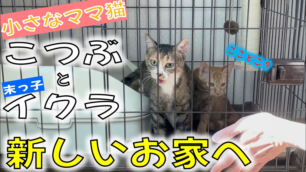 バイバイこっちゃん！ちびママ猫こつぶが向かった、ずっとのお家は