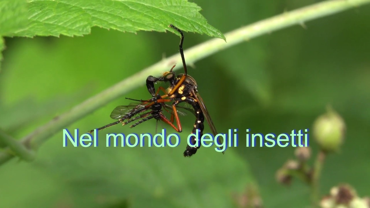 Nel mondo degli insetti - YouTube