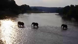 Three Elephants Embark on an Epic Journey Across the Olifants River  🐘🐘🐘