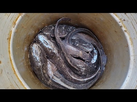 نتيجة تربية القراميط على الأزولا وبواقي الطعام