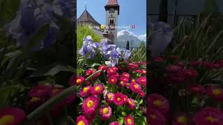 Happy first day of spring 🌼 A magical season in 🇨🇭 #springtime #switzerland #swissalps #flowers