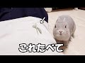 風邪でぐったりしてたらうさぎさんが気を使って牧草もってきてくれた 風邪でぐったりしてたらうさぎさんが気を使って牧草もってきてくれた