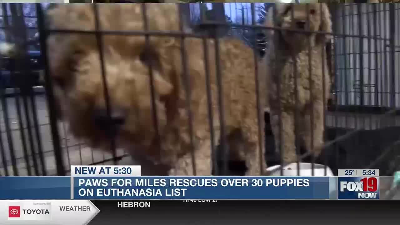 Paws for Miles rescues over 30 puppies on euthanasia list