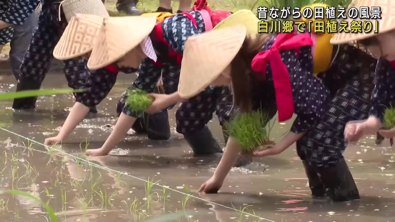 世界遺産「白川郷」に響く田植え歌 早乙女姿の19人が手作業で苗を