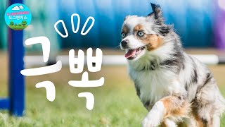 용기를 내! 비비의 극뽁♥ 프로젝트 | 미니오시 어질리티 Mini (Toy) Aussie Dog Agility Story