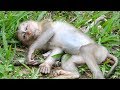 Terrible News ! New Baby Monkey Was Gone A Way By Bus ST1072 Mono Monkey