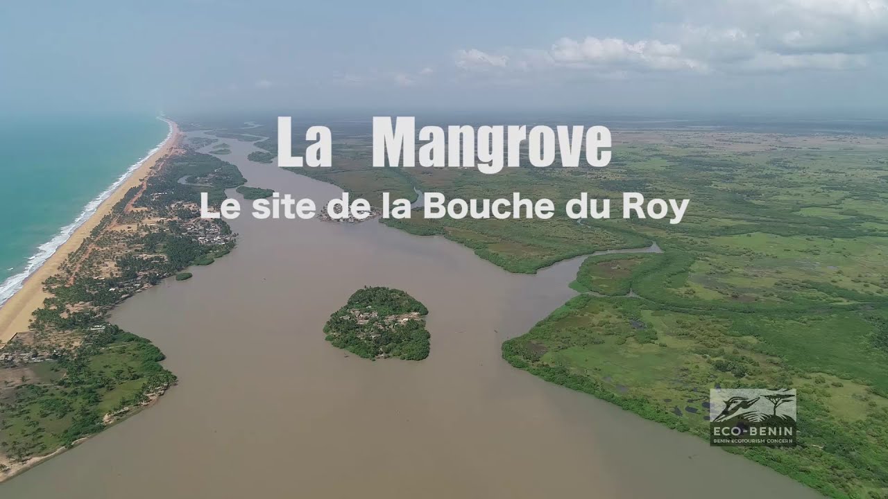 La mangrove, un écosystème emblématique de la Bouche du Roy