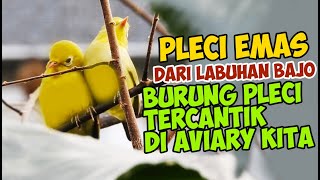 Download Lagu HERE...THE GOLDEN PLECI FROM LABUHAN BAJO, THE MOST BEAUTIFUL PLECI BIRD IN OUR AVIARY Download Lagu HERE...THE GOLDEN PLECI FROM LABUHAN BAJO, THE MOST BEAUTIFUL PLECI BIRD IN OUR AVIARY