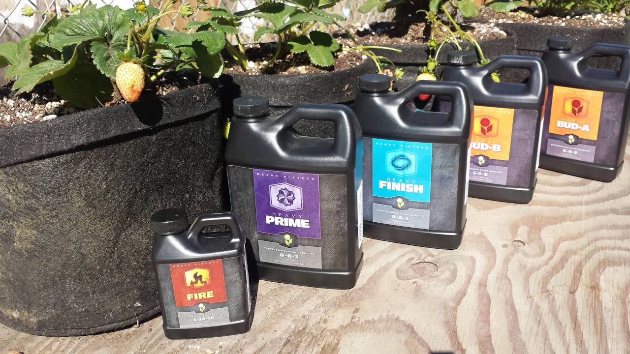 Heavy16 at Central Coast Garden & Farm Supply