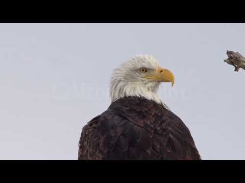 Stock Video - American Bald Eagle looking around over its shoulder