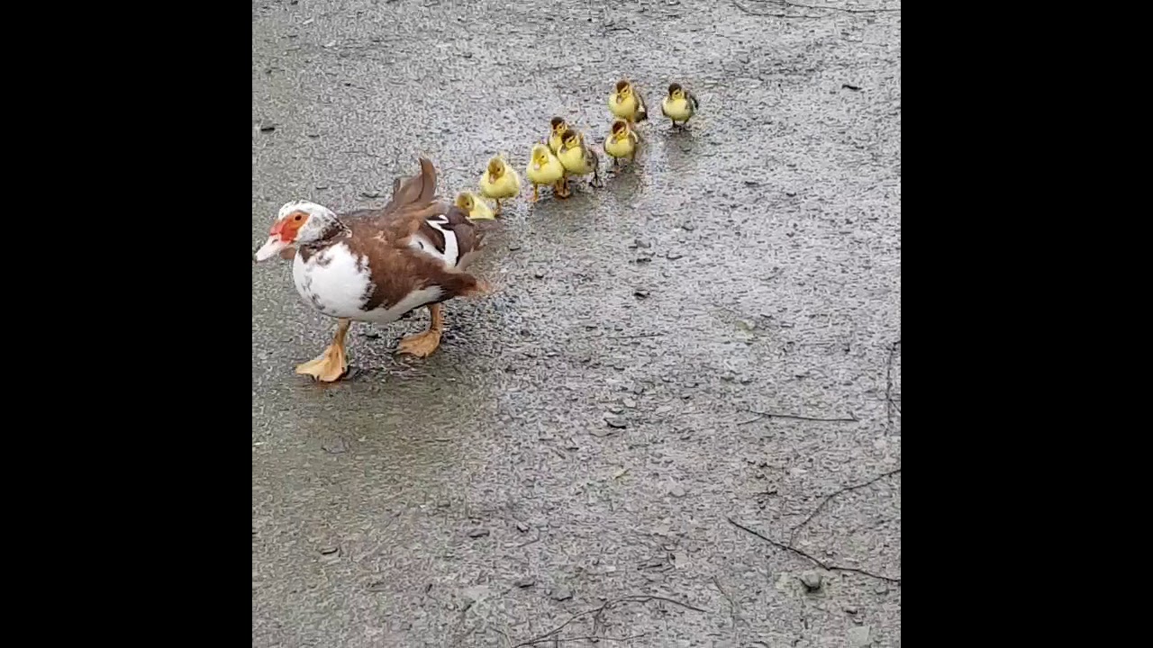 A duck parade