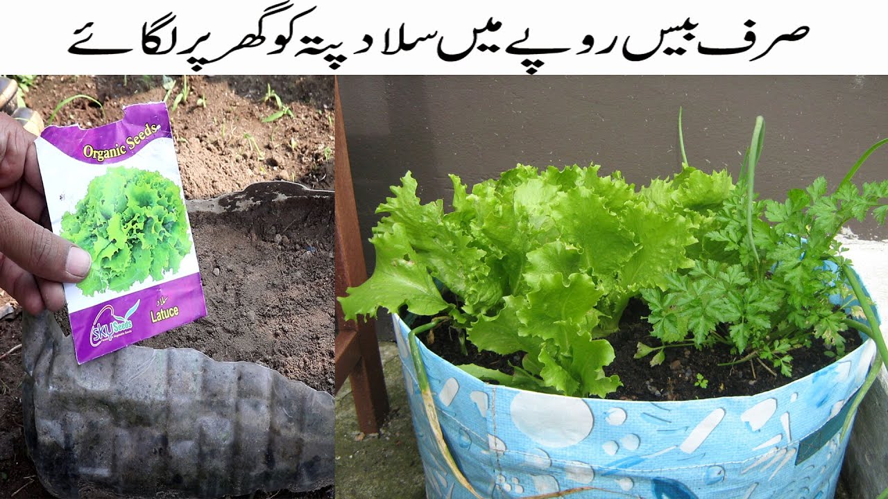 How To Grow Salad Patta / Lettuce at Home Growing lettuce / Salad