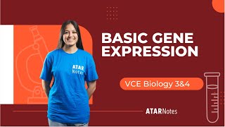 VCE Biology 3&4 - Basic Gene Expression