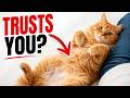 Why Your Cat Rolls Over When They See You — The Shocking Truth