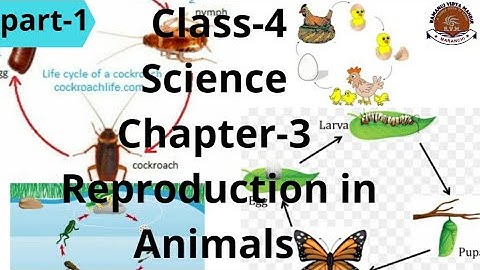 Class-4 Science Chapter-3 Reproduction in Animals part-1