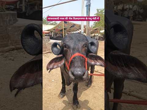 जाफराबादी नस्ल की बिकाऊ भैंस दिलदारनगर के पशु मंडी में #animal #dildarnagar #bhains #pashumandi