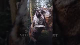 ОМАРА ХАЙЯМА, НА СТИХИ ВДОХНОВИЛИ ВОЛКИ. БЕРИТЕ ПРИМЕР С ВОЛКОВ, ОСОБЕННО ЖЕНЩИНЫ, ИБО У НИХ ЧЕСТЬ