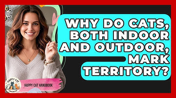 Why Do Cats, Both Indoor And Outdoor, Mark Territory? - Happy Cat Handbook