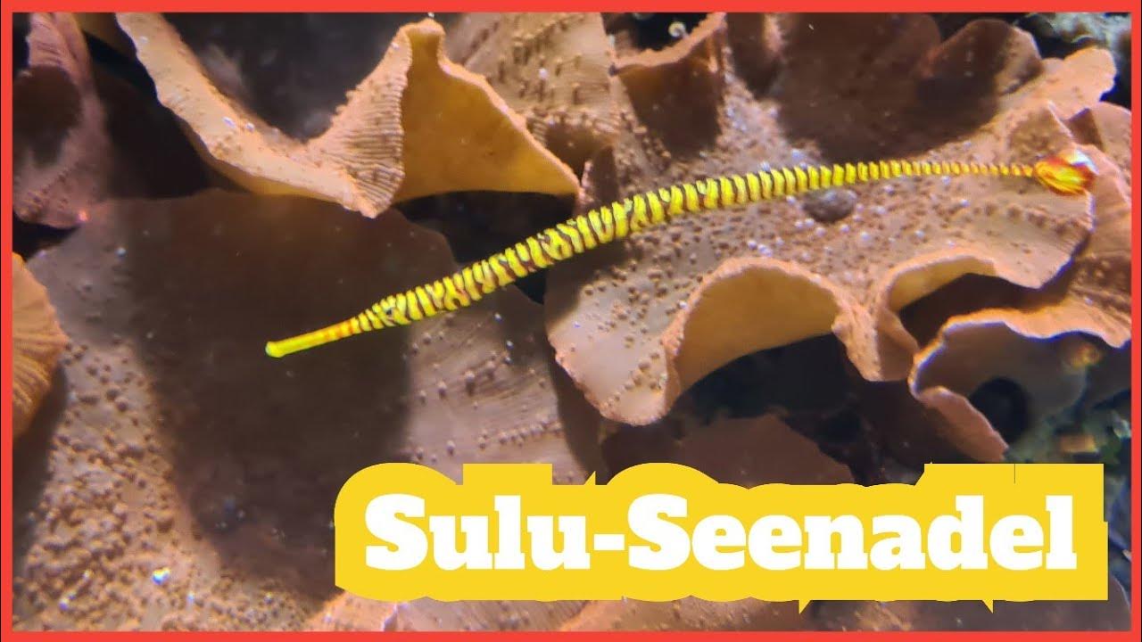 SuluSeenadel oder GelbbandSeenadel (Dunckerocampus pessuliferus) in