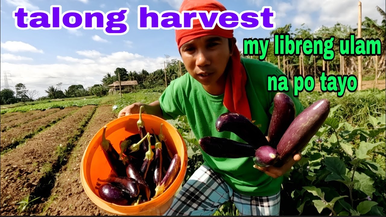 Talong harvest panimula ng  dumami