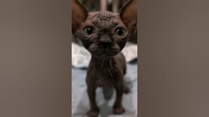 Video 8980361: sphynxkitten kittens sphynxcats, sphynxkitten cats kitten, curious kitty, little kitty, beautiful kitty