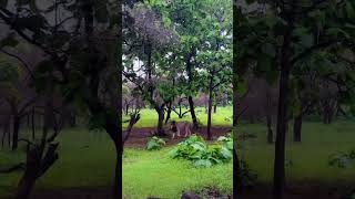 Jangall Ma Raza Jangall Lataar Marta Baki Mojj Che