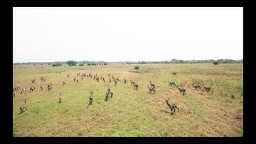 Waterbuck hunt Mozambique