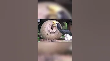 Смешное Гнездо Птицы Носорога