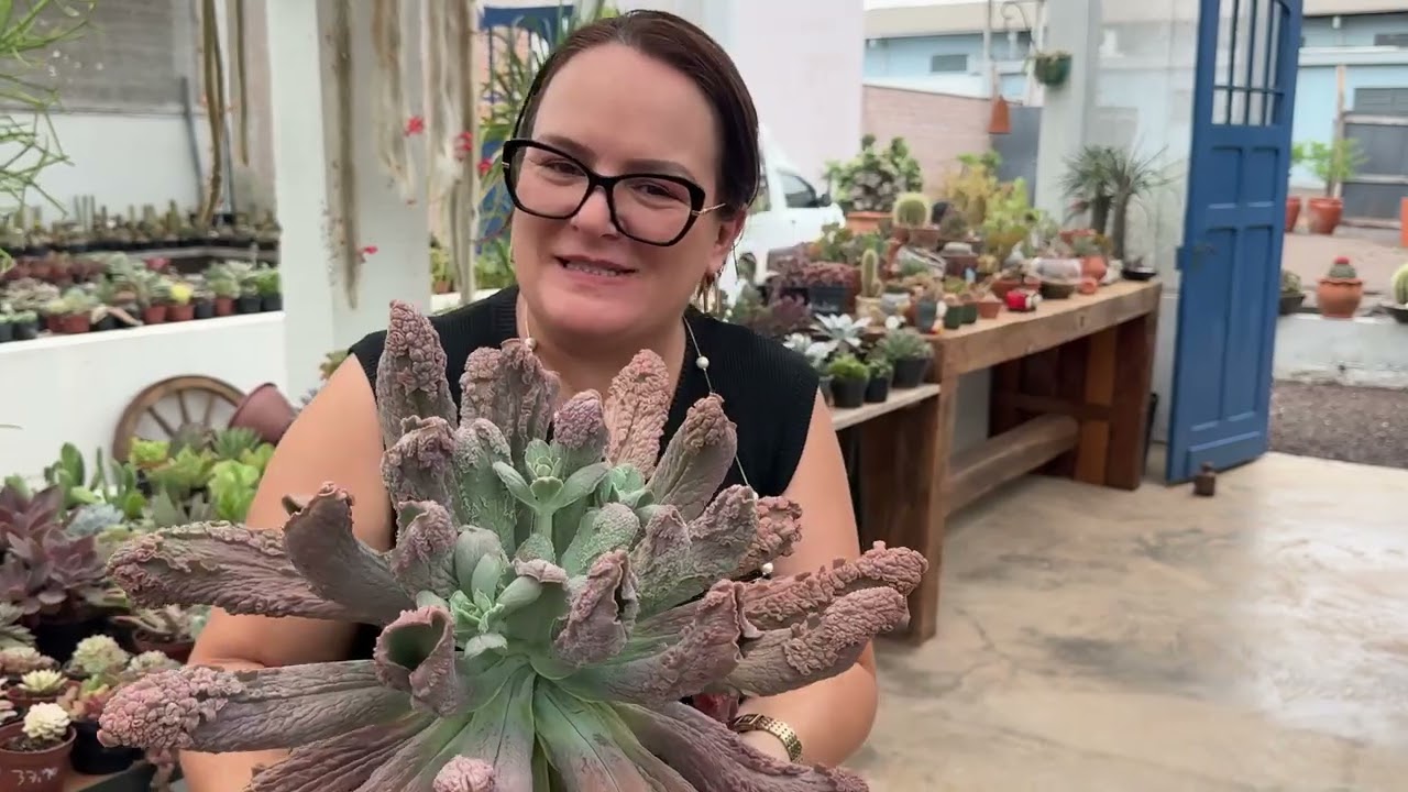 Olha as Suculentas que a Dulce Escolheu!