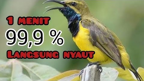 Pancingan Sogon ( Sogok Ontong ) || Cukup 1 Menit Langsung Nyaut