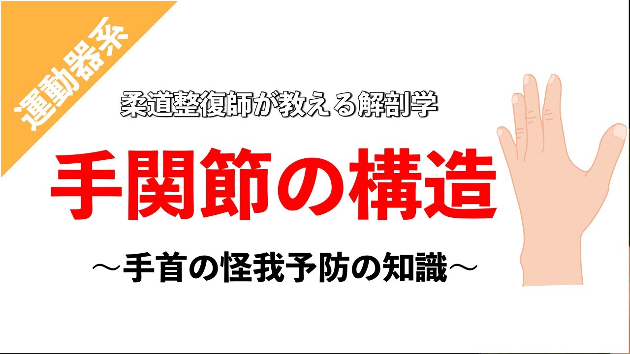 【柔道整復師が教える解剖学】手関節の構造と手首を痛める原因【タロ塾#14】