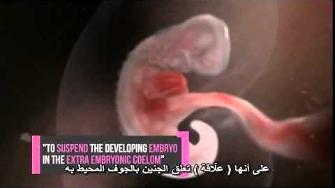The miracle of creation of human being in Qur