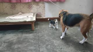 A tough fight between father & daughter | Leo & Lilly | Leo The Beagle