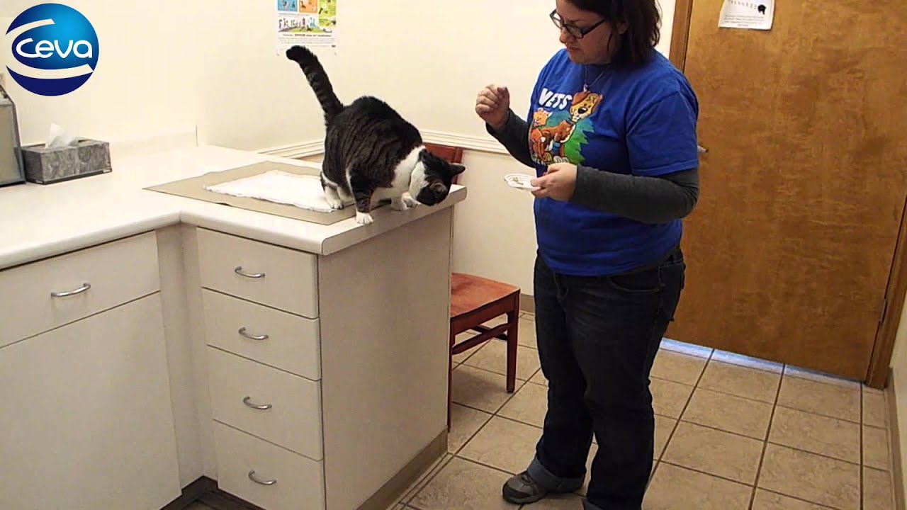 Cooperative Ear Medications for a Cat YouTube