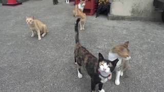 ドキンちゃん女盛り Dokin Chan Is 2 Years Old 猫の島 青島 5017 Cat Island Aoshima Youtube