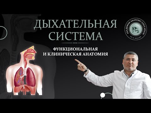 Видео: Знаете ли вы дыхательную систему?