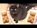 Gummy Bear Treats For Cats - Easy Homemade Cat Treat Recipe - Halloween
