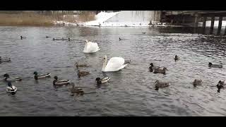 Утки-Лебеди на реке Торопа в городе Торопец.