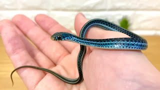 アメリカで一番美しいヘビをお迎えしました✨ Bluestripe Garter Snake
